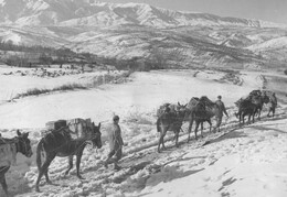 Allied Mule Train
