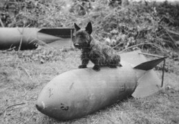 dog and bomb