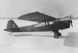 Auster